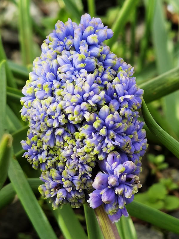 Muscari armeniacum 'Fantasy Creation' en fleurs dans un jardin en plein soleil